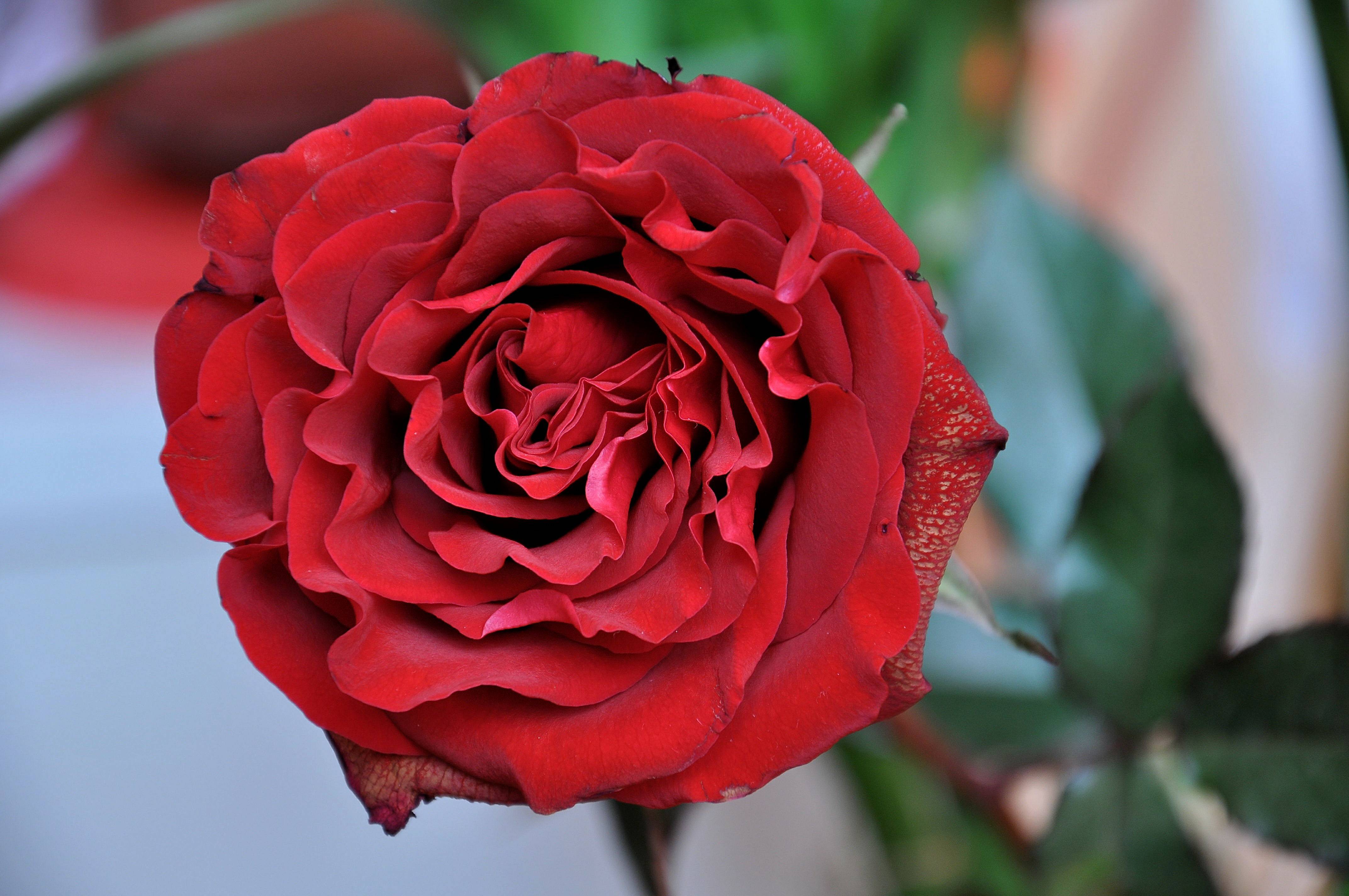 本周好运星座(时来运转,好运连连) - 医药经