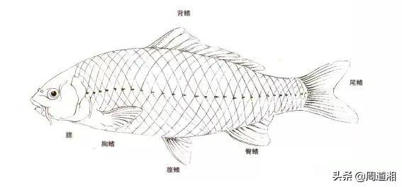 小写意金鱼青蛙画法步骤示范