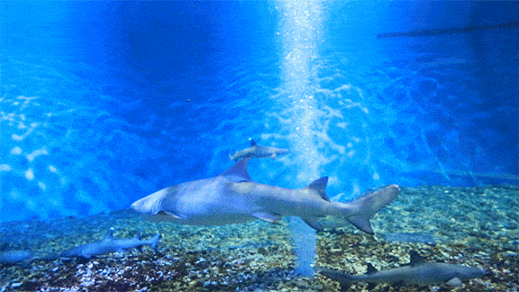 牛转乾坤—中赫海豚湾，让你徜徉在海洋的世界中！
