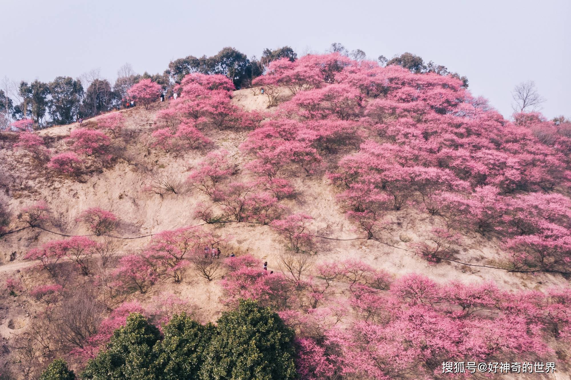 宁波这个小乡村迎来赏花季，漫山遍野的梅花都开了，游客：真好看