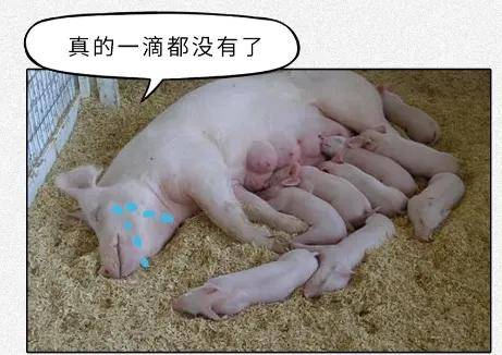 猪奶大家听说过吗沙雕又羞耻的知识又增加了