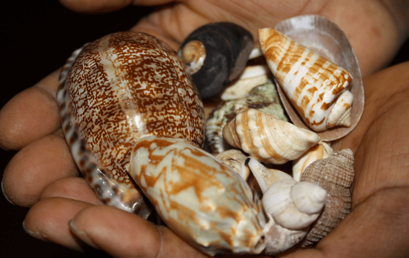 原创螺中的杀手喷射的毒液能让鱼昏迷再用毒刺夺鱼命