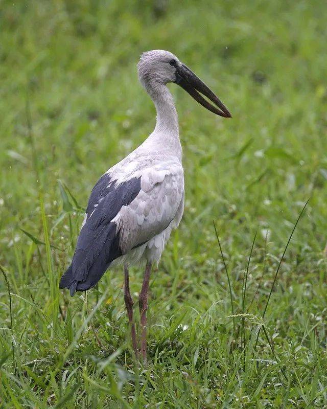 亚洲钳嘴鹳,大嘴如同一把钳子,专吃河蚌福寿螺,正不断迁居我国