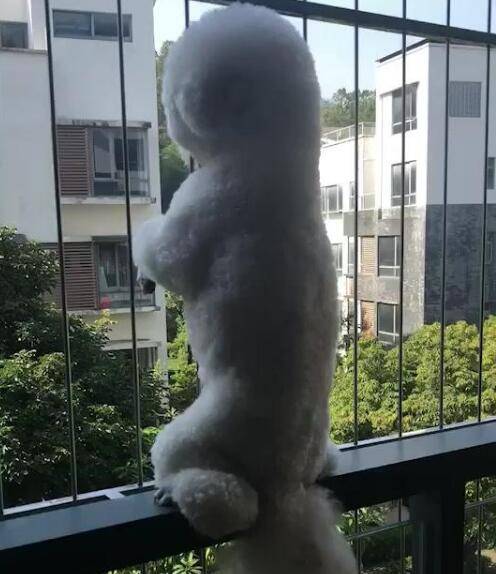 貴賓犬爬防盜網，變身成猴子，這個姿勢也沒誰了！ 萌趣萌寵 第1张