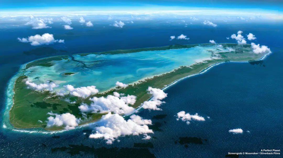 费尔南迪纳岛火山口底部筑巢产卵成群结队的小红鸛飞行数千公里来到