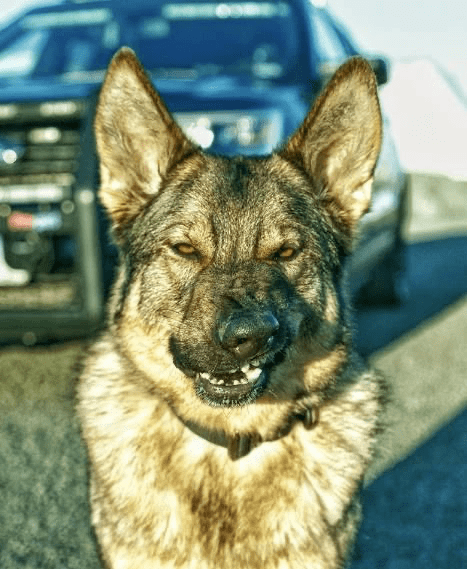 雪山巡逻犬图片