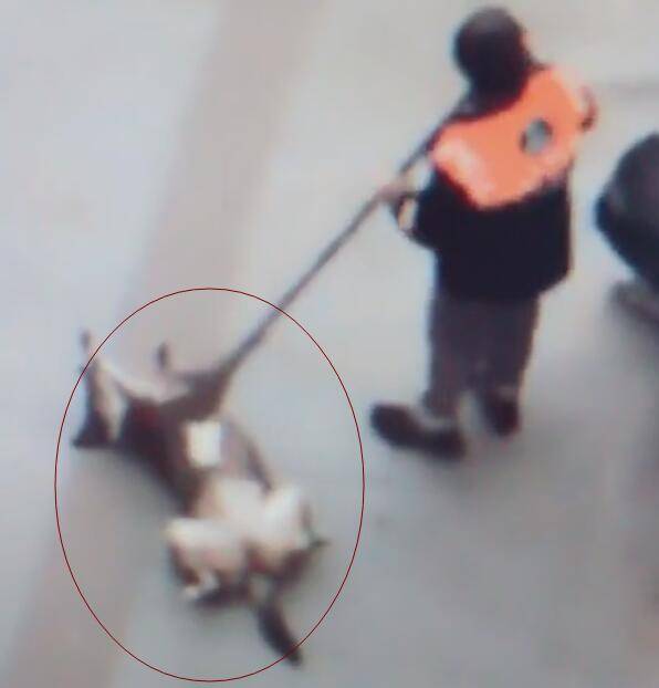 狗狗躺地上敞開肚皮，工人掃把一掃，這貨享受手動按摩！ 萌趣萌寵 第4张