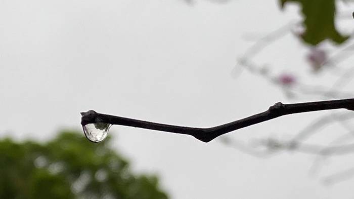 戴欣明闲言碎语 寄深圳第一场春雨 二零二一年腊月二十九日返回搜狐
