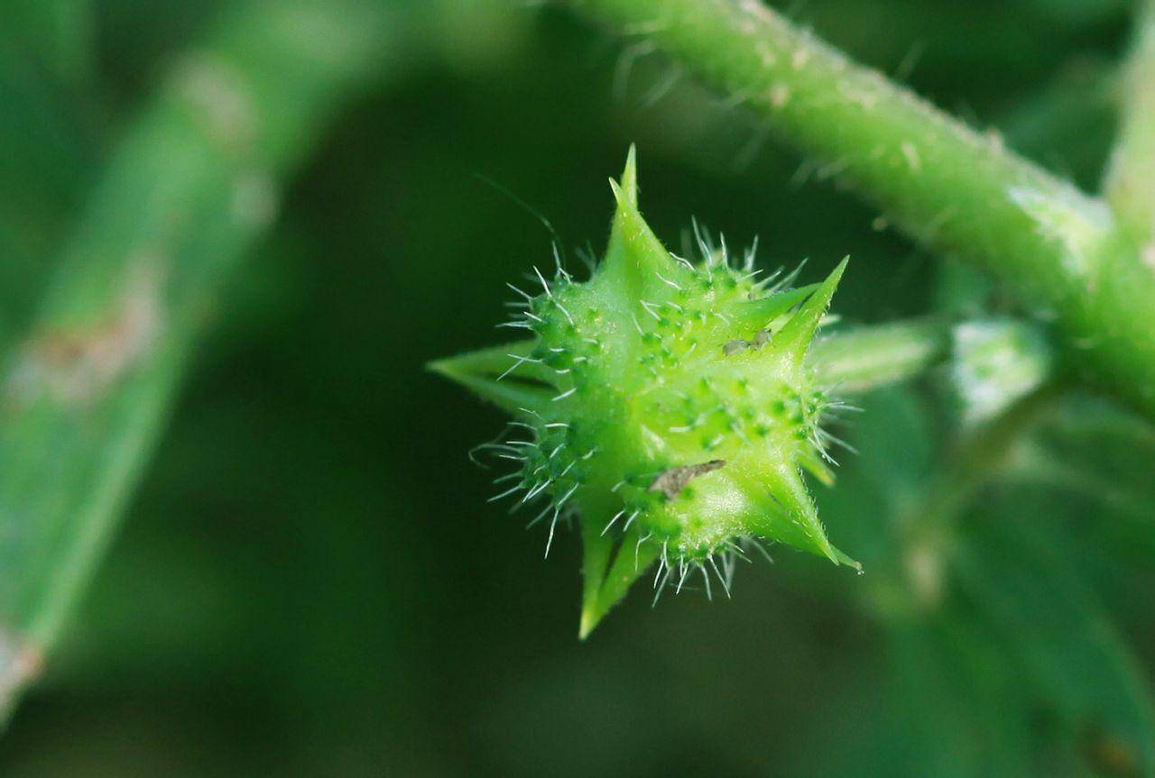 这种植物的果实像极了古战场的"兵器",老百姓看见就烦,躲着走_铁蒺藜