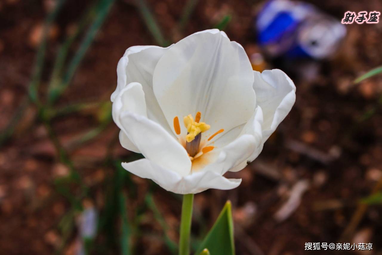 失恋后 会很快恢复的三个星座 治愈能力超强 爱情