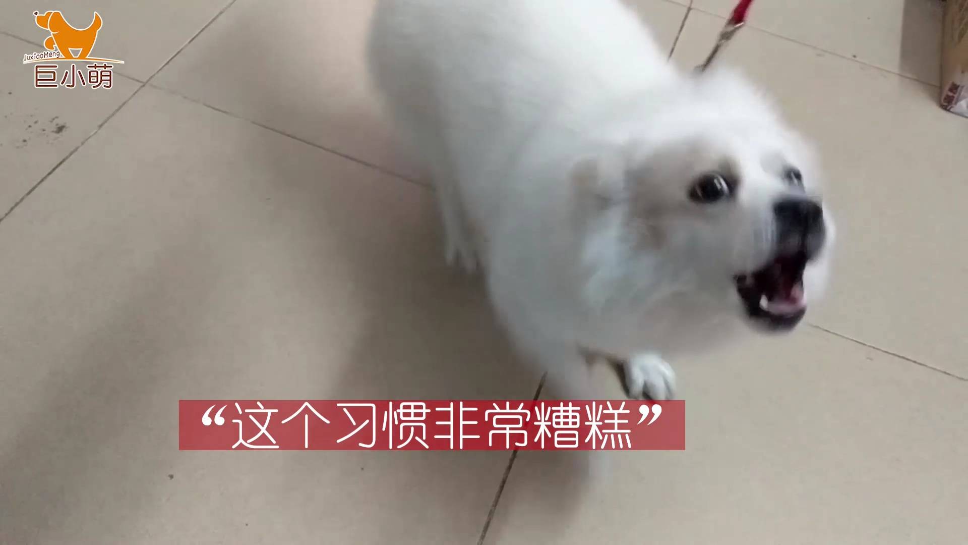 为什么狗喜欢追兔子 ca6e601c969842c79327065e335e92de.jpeg