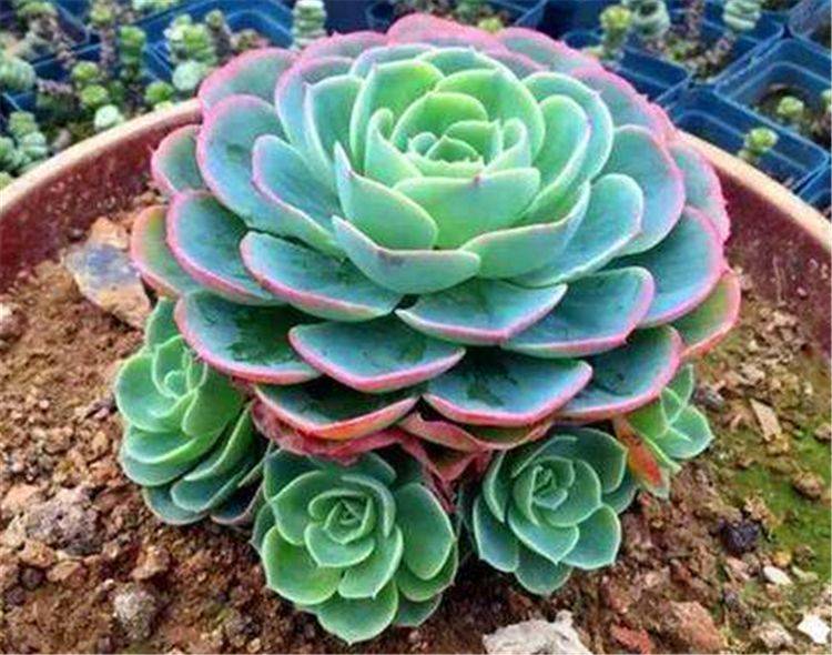 原创多肉中的彩蝶仙子养成老桩太惊艳学会4个技巧你也可以