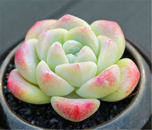 冬天养多肉冰玉温度多少最合适?从3点去考虑,晶莹剔透不冻伤