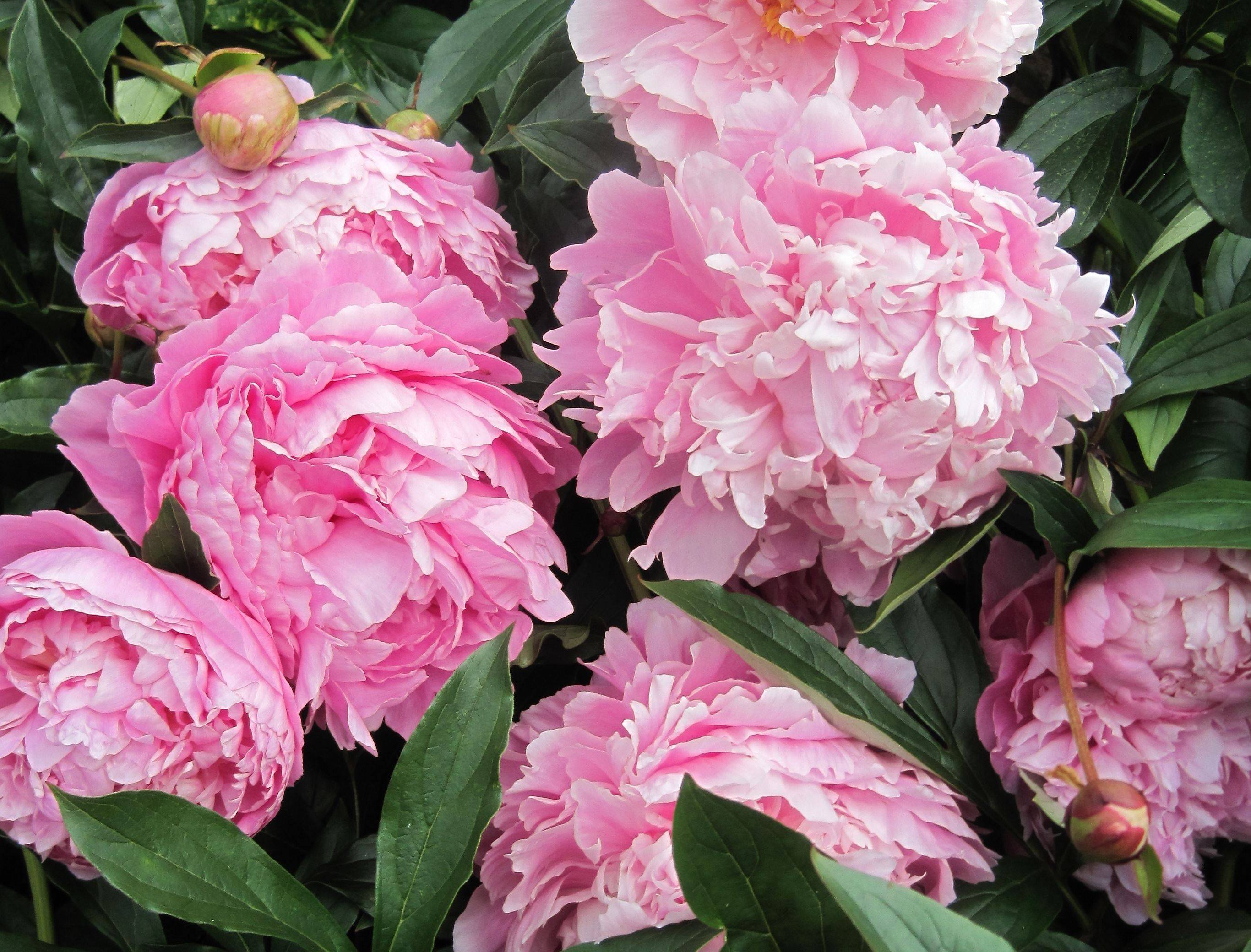 2月12日星座运势 金牛积极主动 狮子劳逸结合 射手干劲十足 事业