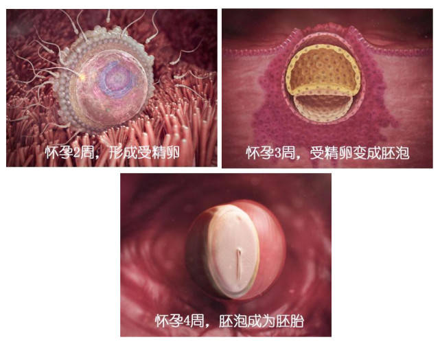 胎儿40周 变身记 从0 5厘米受精卵到50厘米宝宝 过程很神奇 胚胎