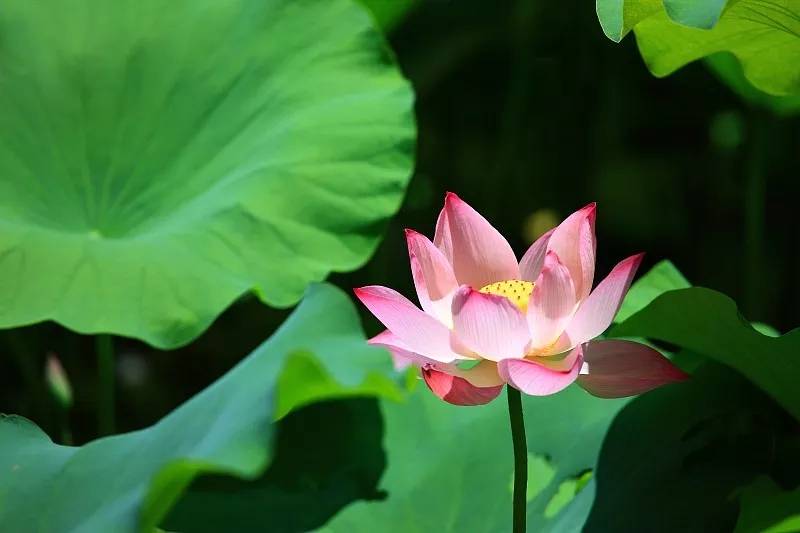 2月內,桃花運逆襲歸來,舊愛頻招手,註定舊愛復燃的4生肖 | 微頭條