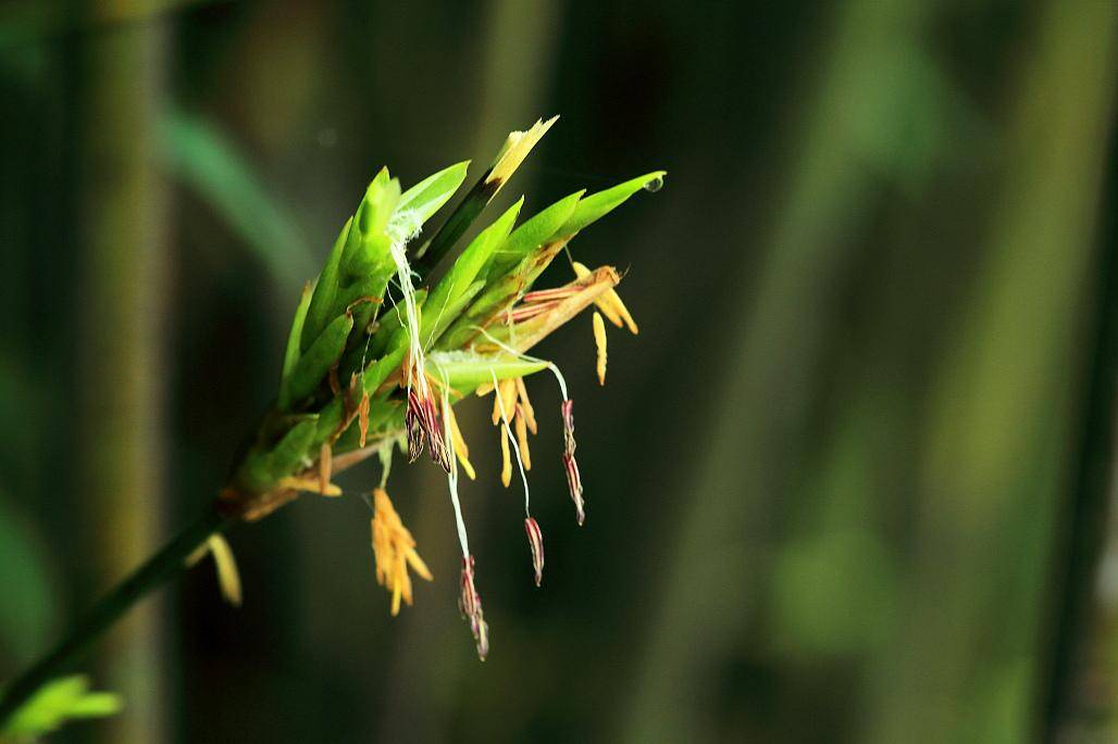 科学角度如何解释_华桔竹