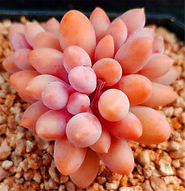 多肉怎么养才能是粉色 562663cedcf642cb8144874b67ebd5ce.jpeg