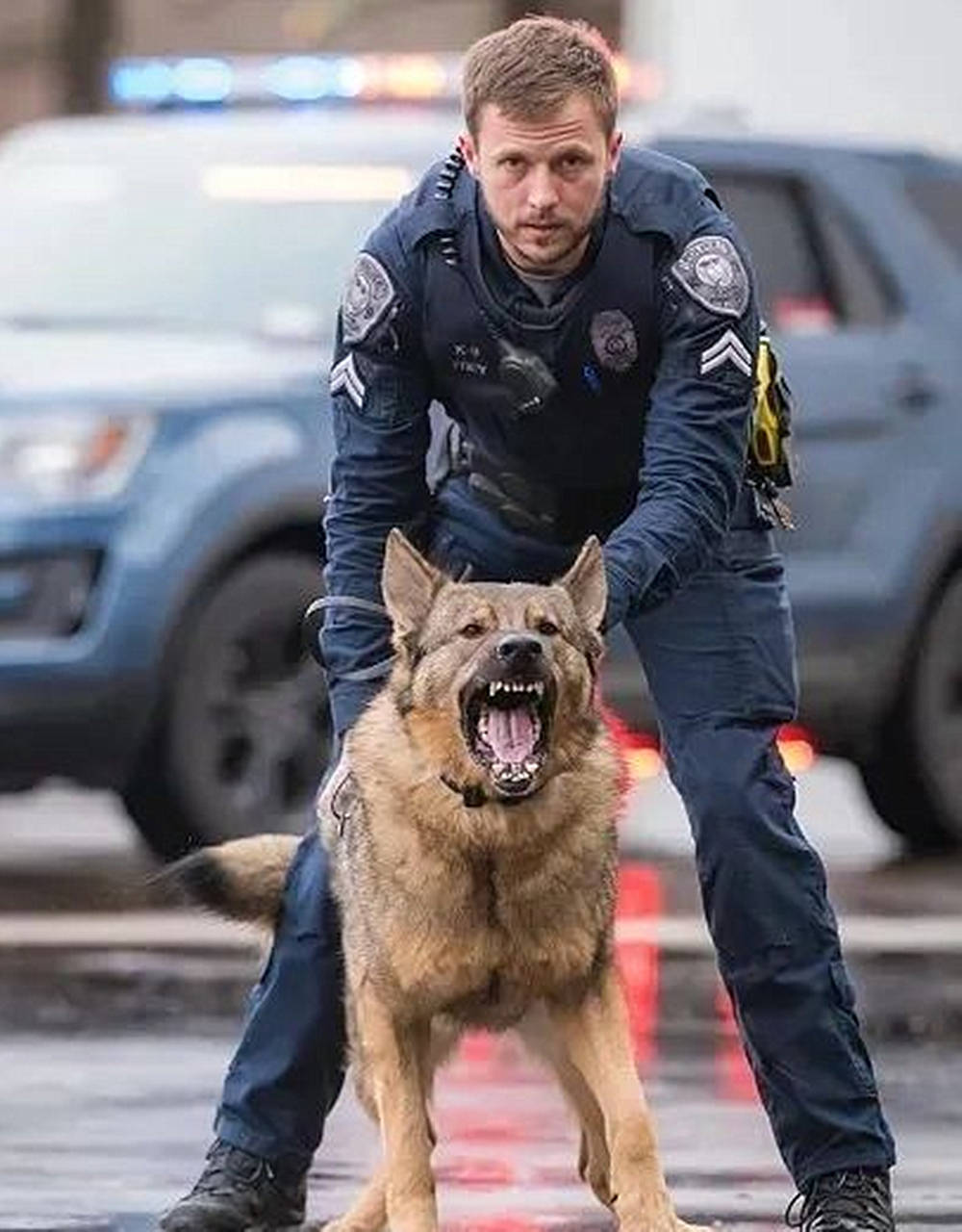 本来是凶猛警犬,自妹妹出生后,感觉走错片场了:说好的高冷呢_狗狗