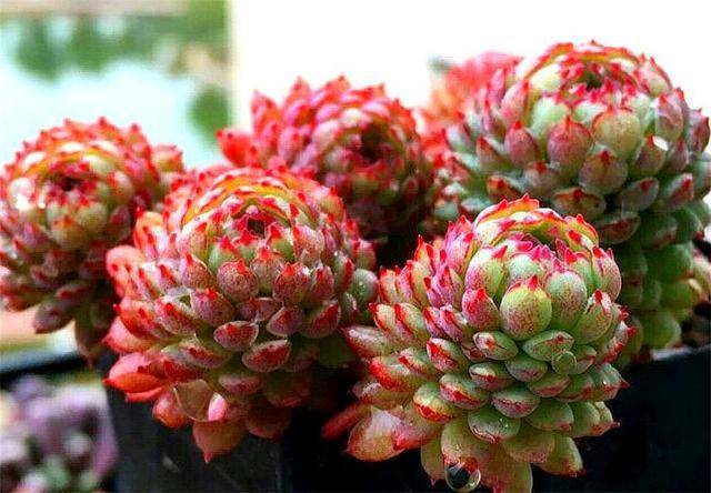 多肉小红衣价格 8af002f4f2e046e38d18a9bb9cff38de.jpeg