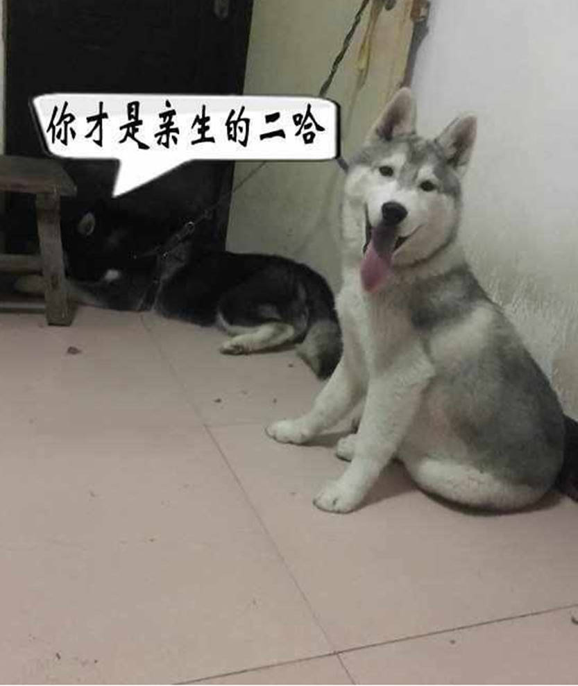 哈士奇闖禍被關，竟如此「控訴」不公待遇，主人看了忍俊不禁 萌趣萌寵 第4张