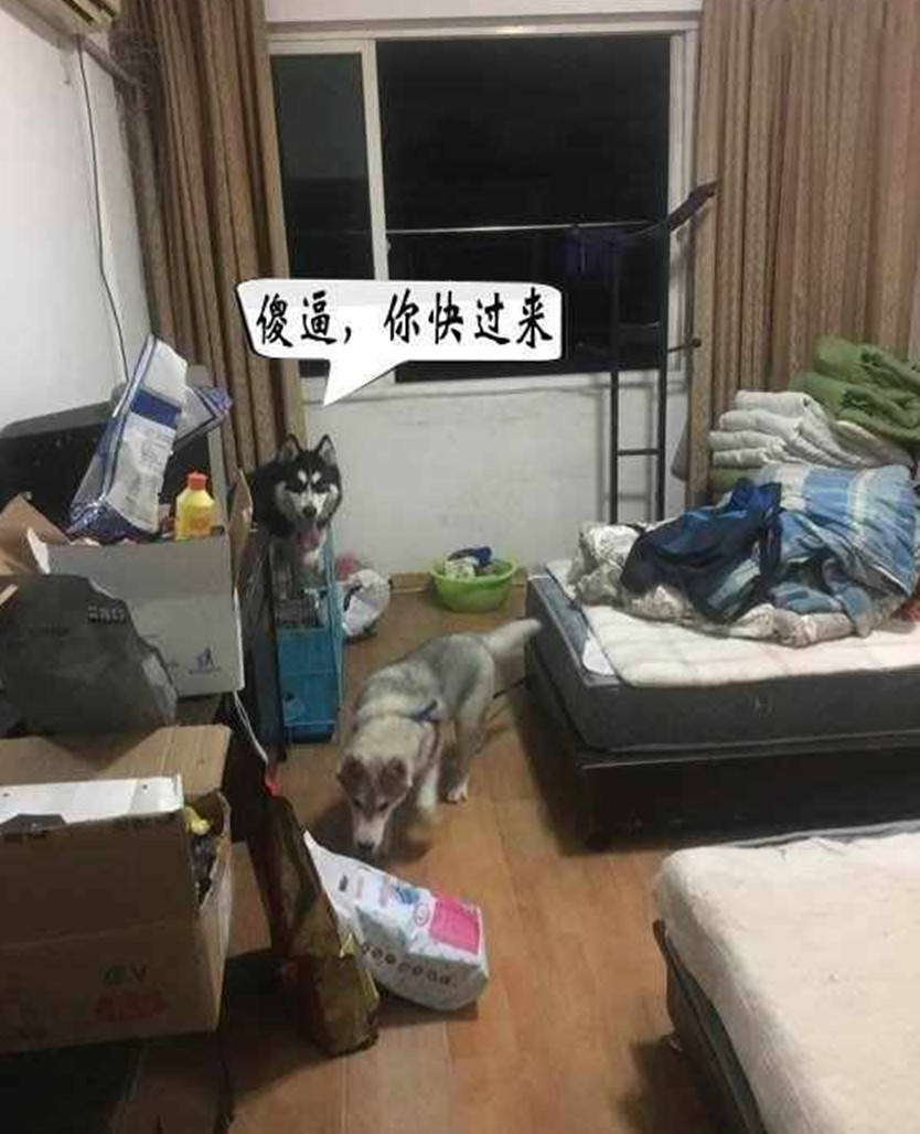 哈士奇闖禍被關，竟如此「控訴」不公待遇，主人看了忍俊不禁 萌趣萌寵 第2张