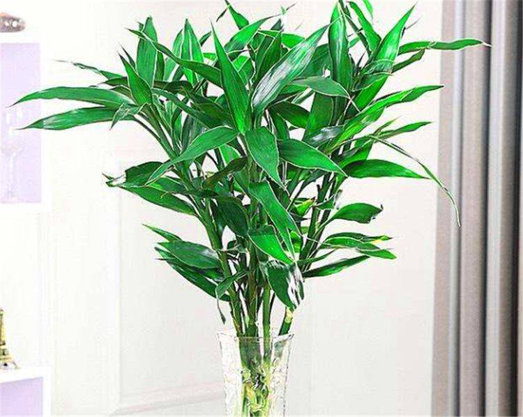 富贵竹几天喷一次水 fd77160e6b20441e82567d13ba8e7327.jpeg