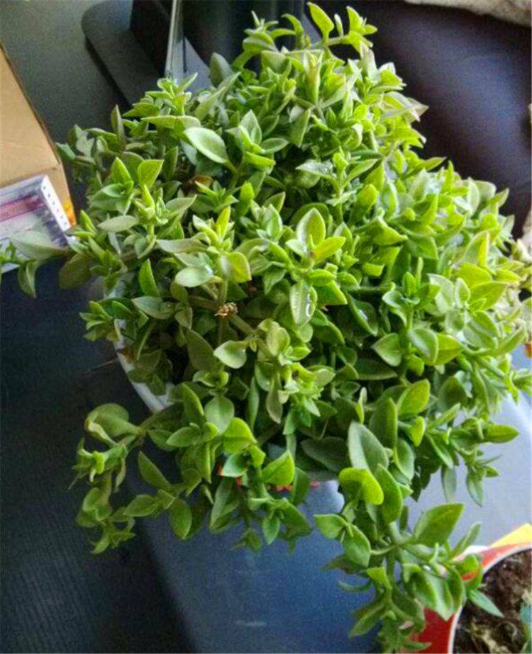 开花能手牡丹吊兰长得快开花多叶子肥厚花朵娇艳轻松开爆盆