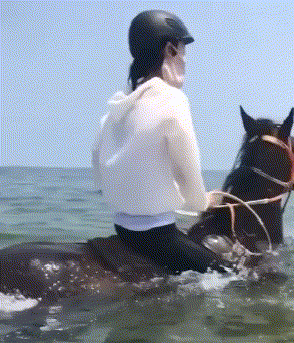图片[7]-搞笑段子GIF趣图：这只马想去哪里？难道是想带我去龙宫吗-魔性次元