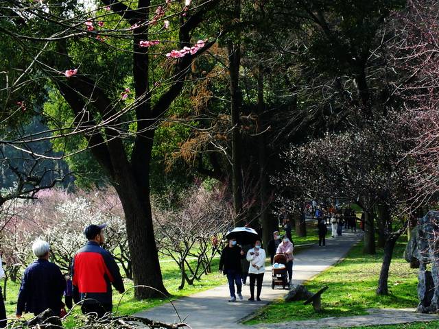 梅花仙境远胜樱