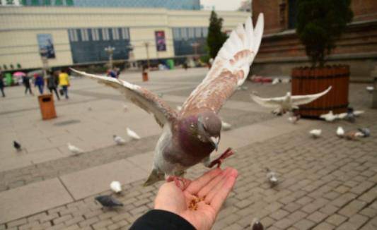 意大利最奇葩的禁令：游客禁止喂鸽子，听完原因真是哭笑不得
