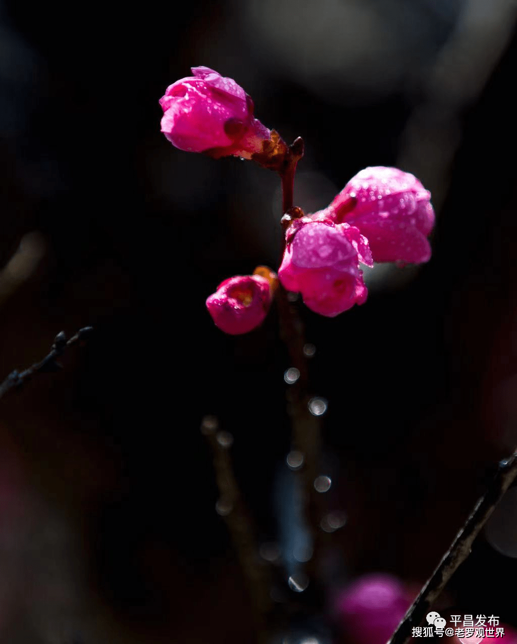 巴中花从人口_巴中南江山上的花图片(2)