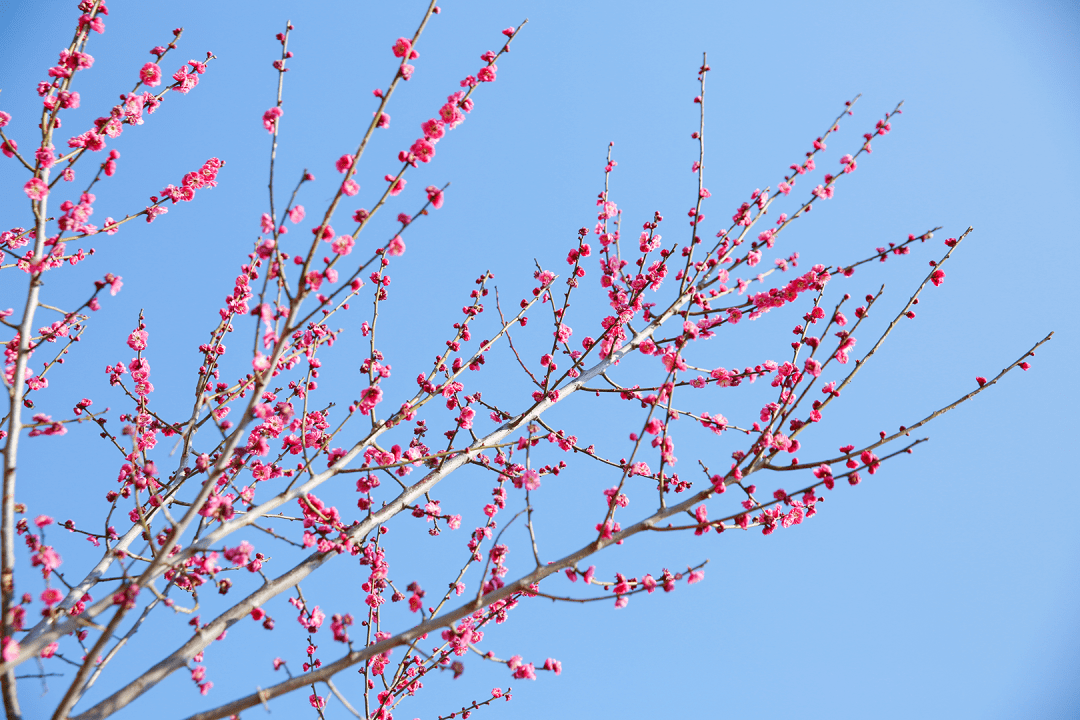 花海盛宴 | 新年添喜色，西昌湿地公园梅花绽放