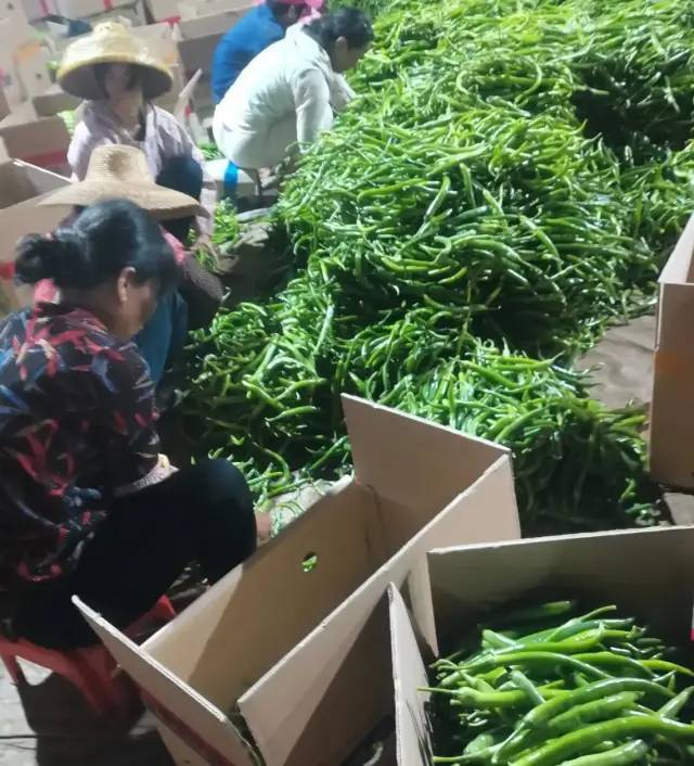 种辣椒的地种大蒜行吗 c3267b88e9d6454090693598bbe84689.jpeg