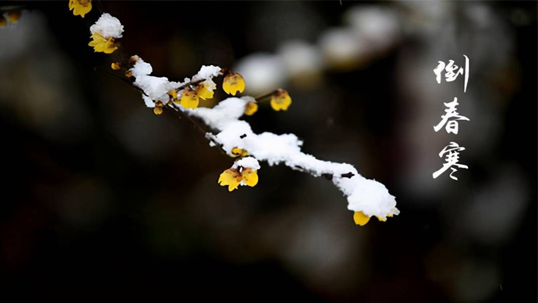 从这句话的意思就是说,农村老一辈人认为,寡妇年容易发生倒春寒,2021