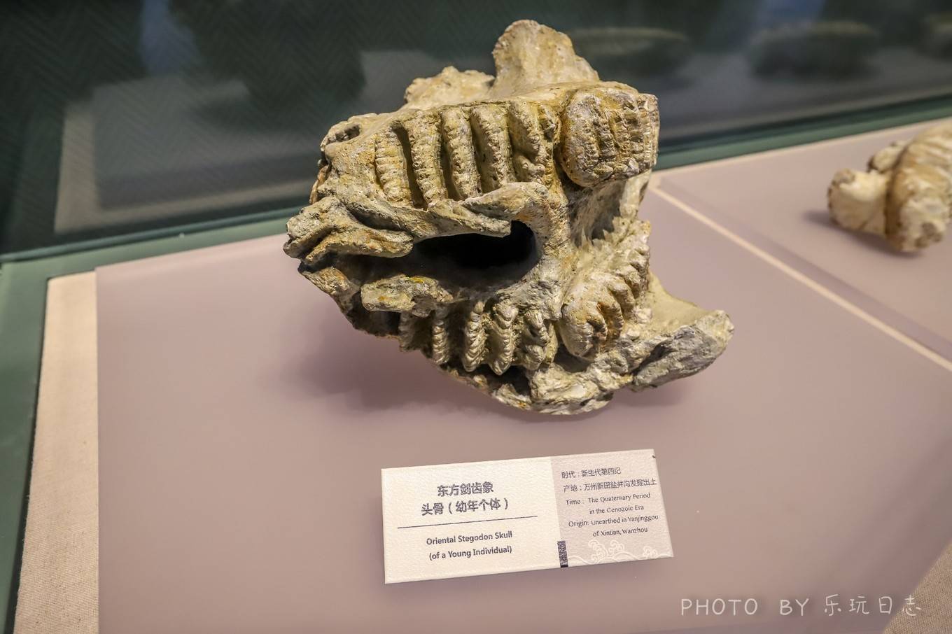 剑齿象牙齿化石价值图片