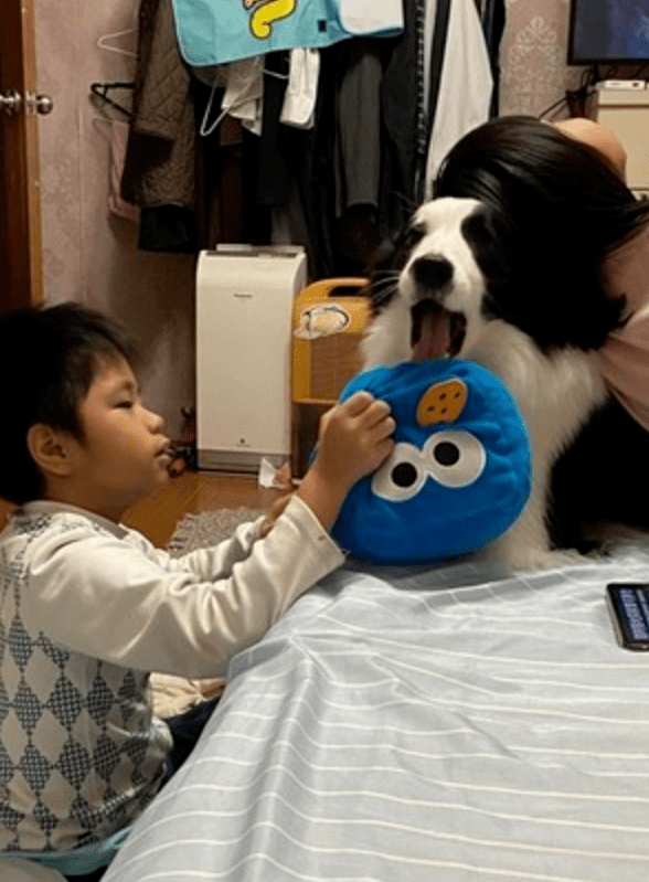 人和狗一起玩的玩具 256aa4b6cd004fc0844dae898f611276.png