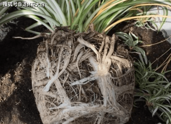 在给植物换盆土的前期准备工作中 可以利用哪些东西充当土壤 煤渣 在给植物换盆土的前期准备工作中 可以利用哪些东西充当土壤 煤渣