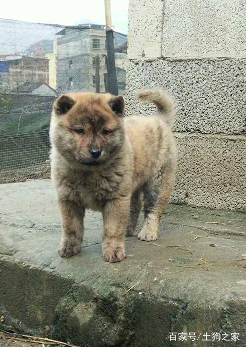 原創農村裡正宗的土狗基因不輸柴犬獵犬中的佼佼者