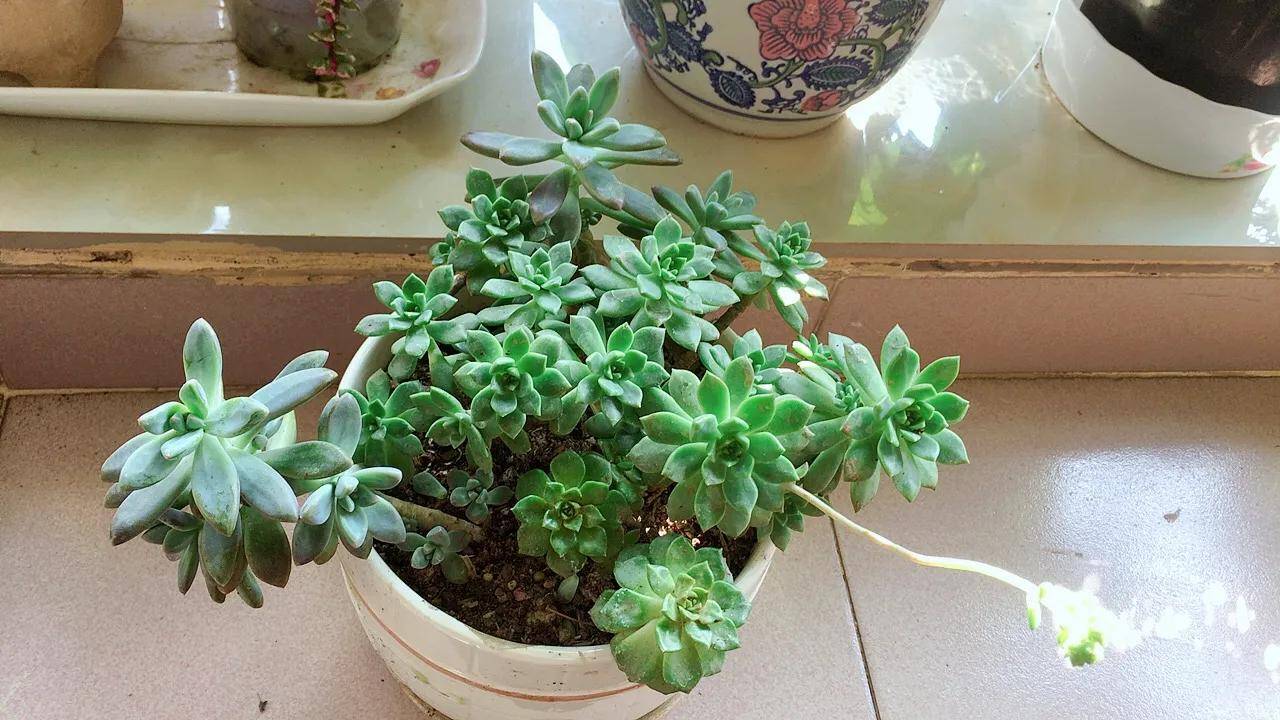 什么人迟暮成语_成语故事图片