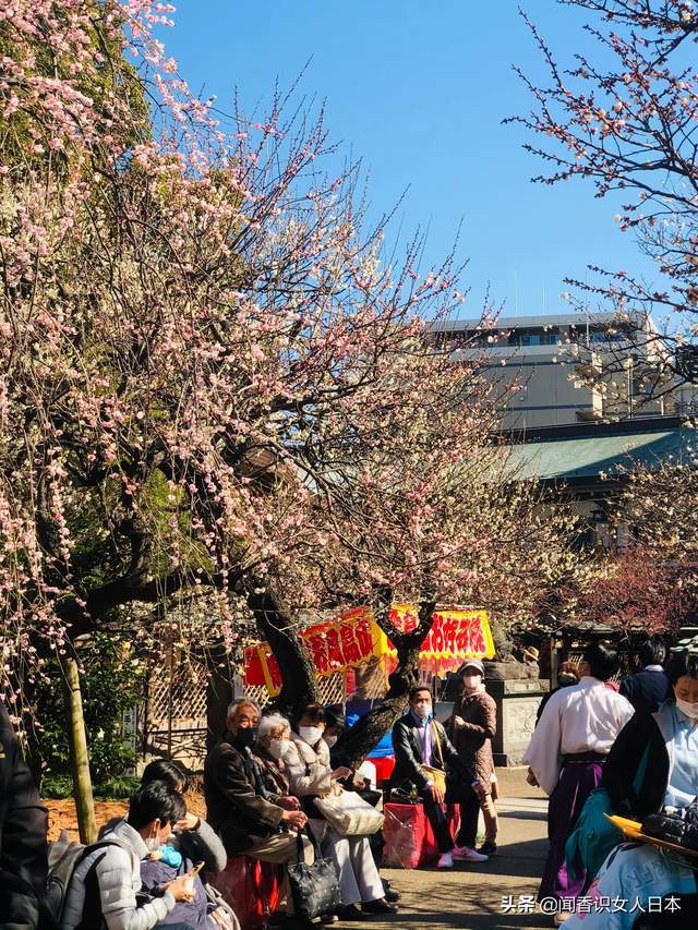 原创东京汤岛天满宫梅花香自苦寒来,学子祈祷金榜题名的必到打卡之地