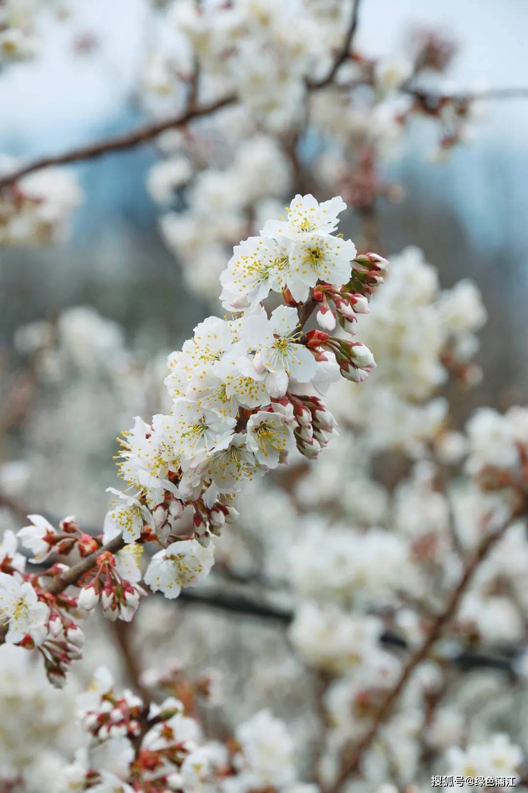 有着万亩樱桃花的樱桃山距离成都市区仅1个多小时车程遇见最美的花期