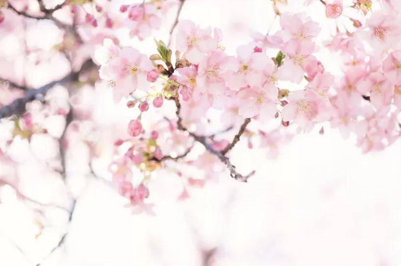 【创建天府旅游名县】带你云赏花，千亩樱花开 春意俏枝头