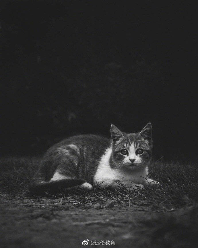 光影下帅气可爱的猫咪图gabrielguerrero