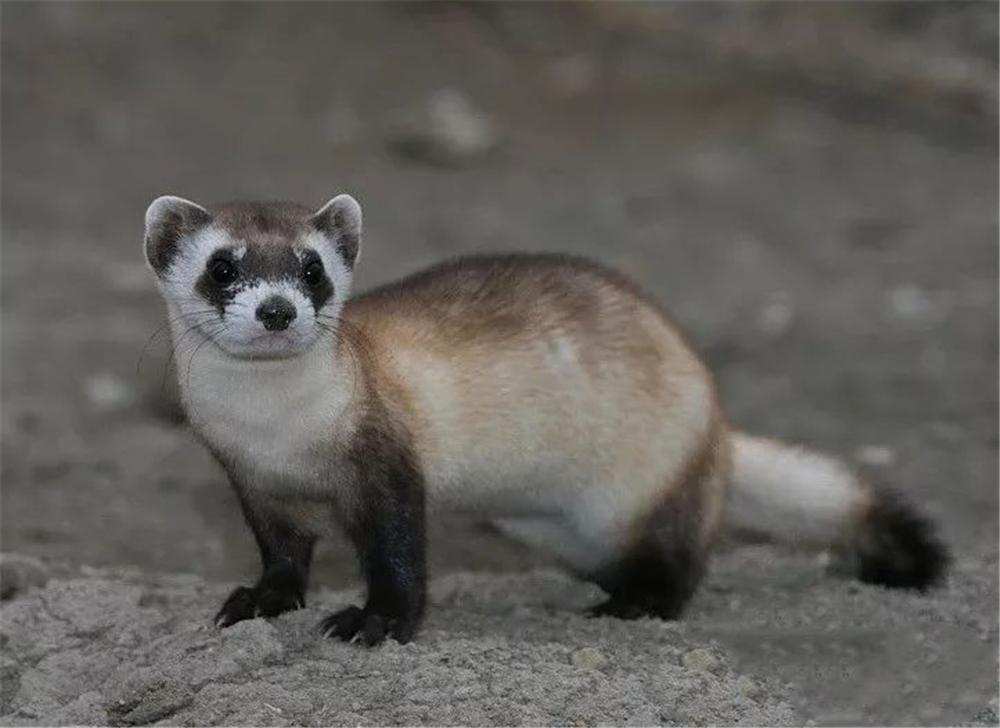 科学家成功克隆濒危生物黑足雪貂,可为什么猛犸象无法被克隆?