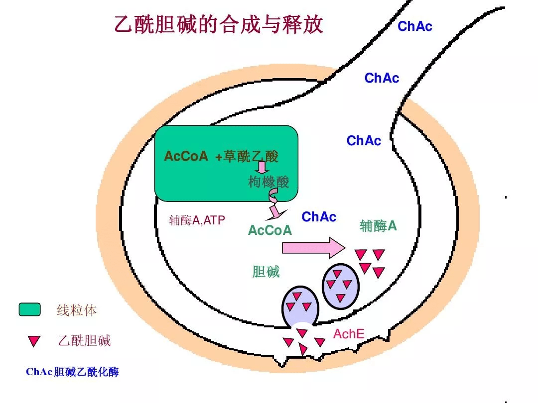 乙酰胆碱受体 来自搜狐网