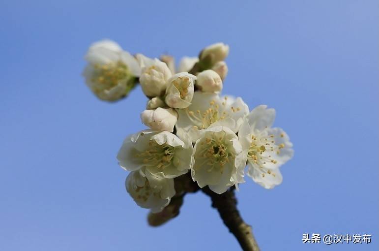 开了!开了!汉中西乡樱桃沟的樱花开了！