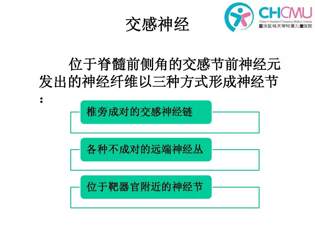 周圍神經系統 | 自主神經系統概述_交感神經