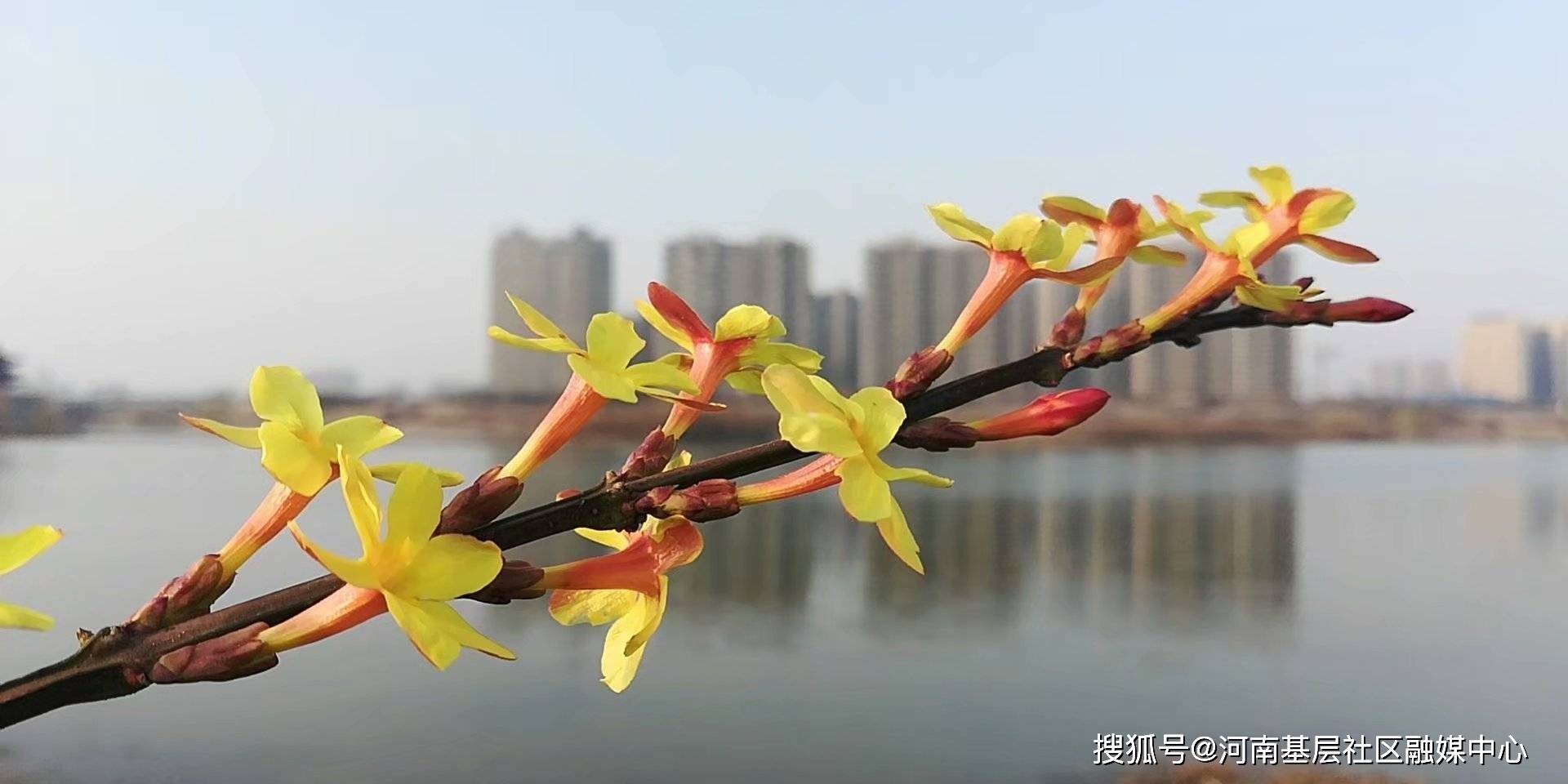 河南基层社区过年征文 | 春日游玩到东城（贾红松）