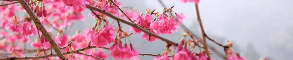 看一场人海 是每朵庆元山樱花的梦想